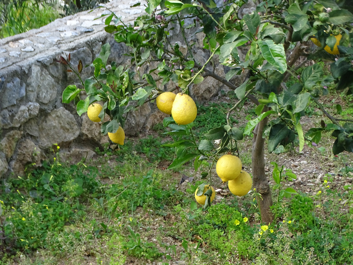 DSC00069 (700x525, 574Kb)