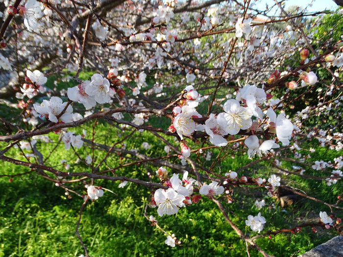 DSC00175 (700x525, 620Kb)