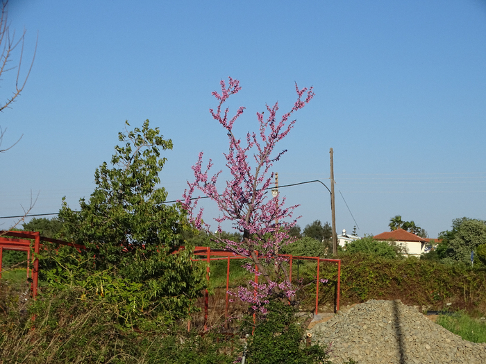 DSC00183 (700x525, 467Kb)