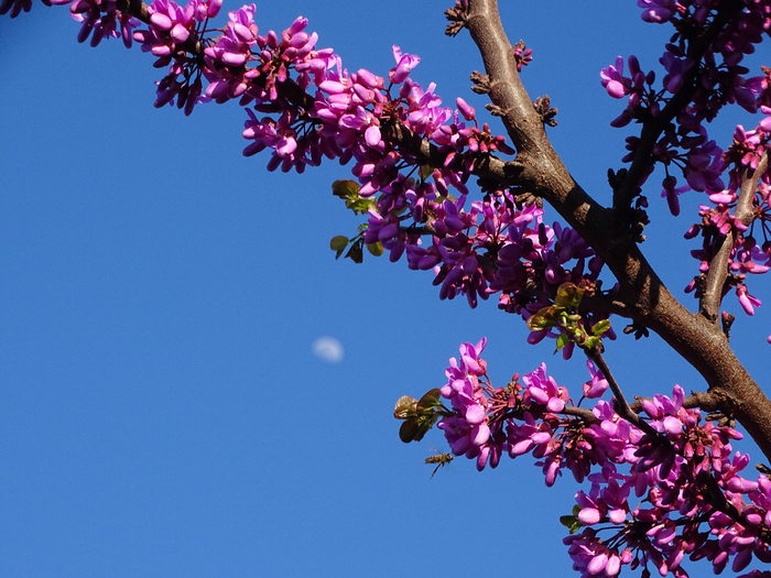 DSC00191 (700x525, 465Kb)