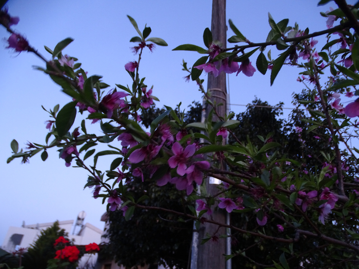 DSC00215 (700x525, 437Kb)