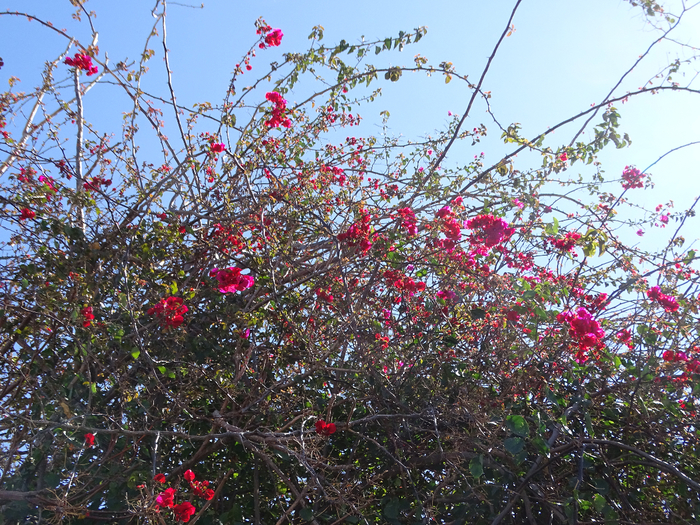 DSC00228 (700x525, 671Kb)