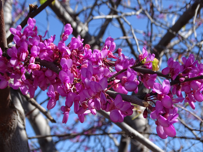 DSC00231 (700x525, 499Kb)