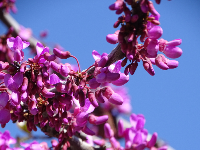 DSC00239 (700x525, 412Kb)