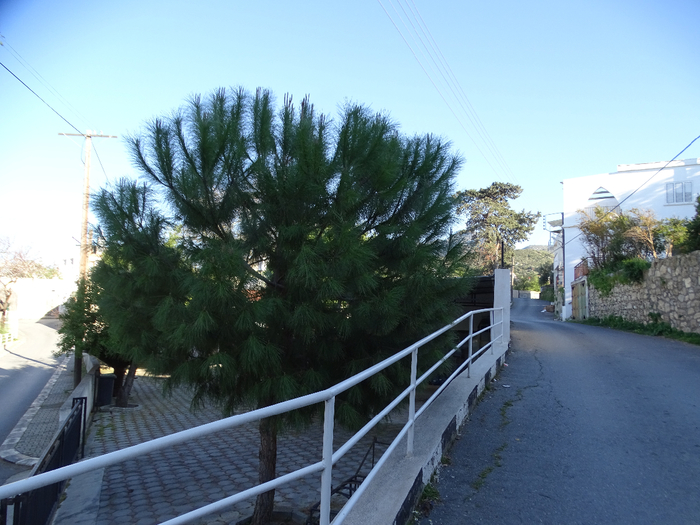 DSC00260 (700x525, 402Kb)