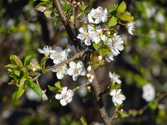 DSC00263 (700x525, 407Kb)