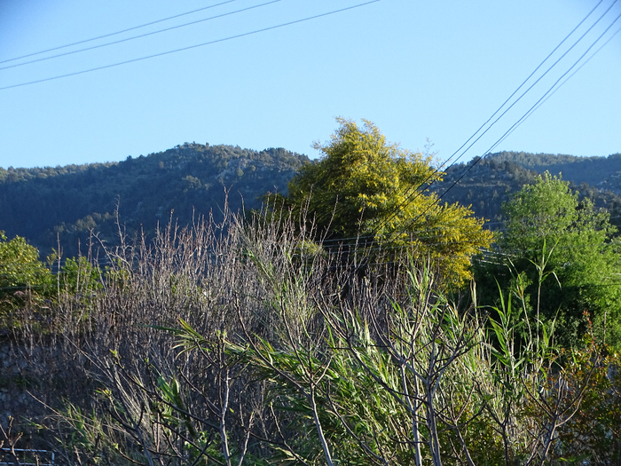 DSC00271 (700x525, 551Kb)