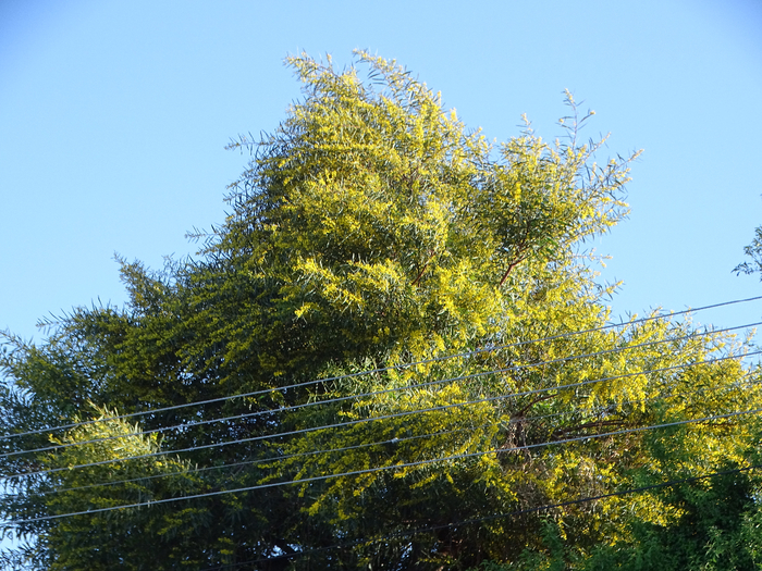 DSC00273 (700x525, 584Kb)