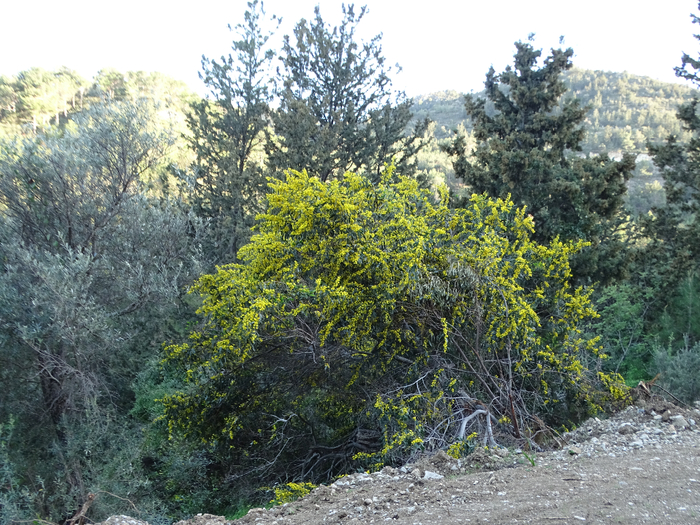 DSC00293 (700x525, 556Kb)