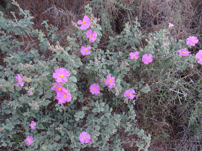 DSC00297 (700x525, 585Kb)
