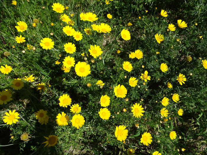 DSC00002 (700x525, 690Kb)