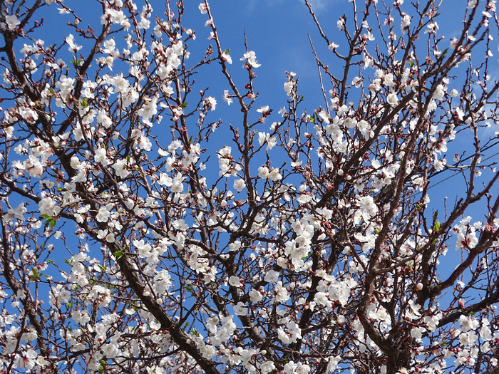 DSC00023 (700x525, 715Kb)