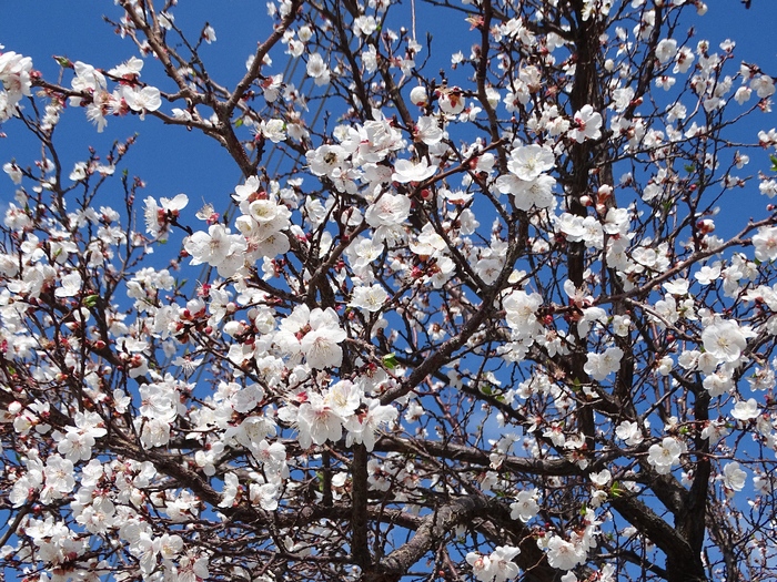 DSC00025 (700x525, 690Kb)