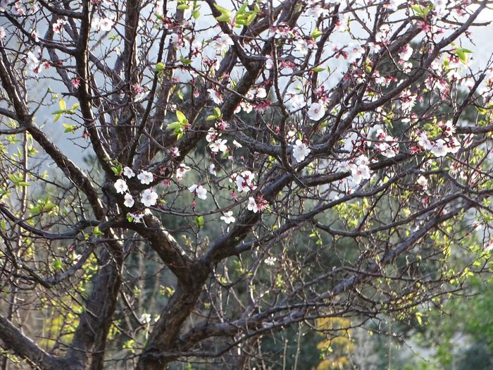 DSC00084 (700x525, 598Kb)