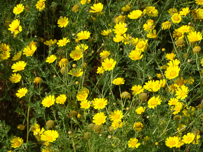 DSC00007 (700x525, 639Kb)
