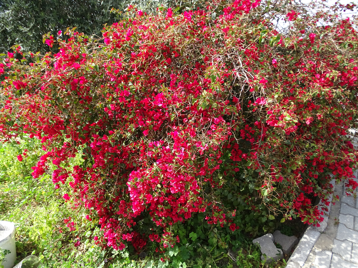 DSC00012 (700x525, 759Kb)