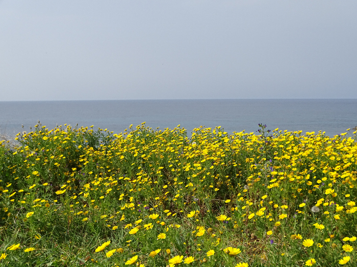 DSC00020 (700x525, 535Kb)