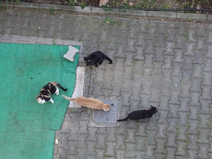 DSC00026 (700x525, 409Kb)