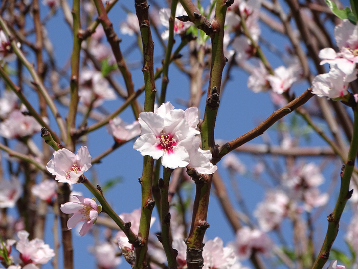 DSC00045 (700x525, 428Kb)