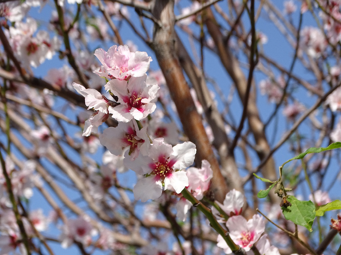 DSC00048 (700x525, 428Kb)