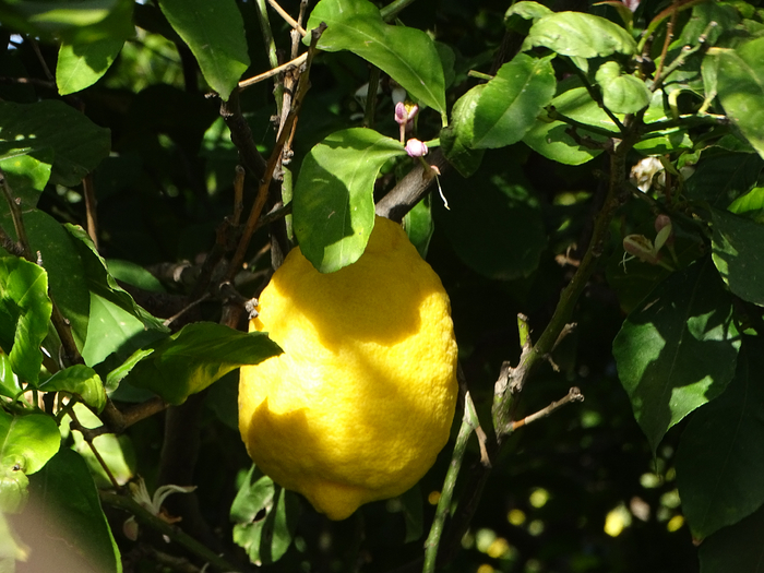 DSC00052 (700x525, 416Kb)