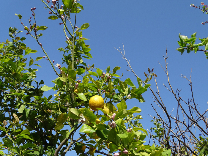 DSC00054 (700x525, 564Kb)