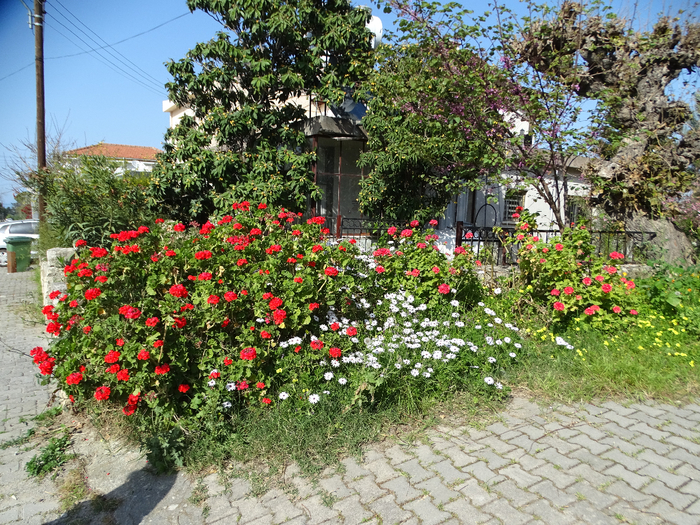 DSC00058 (700x525, 666Kb)