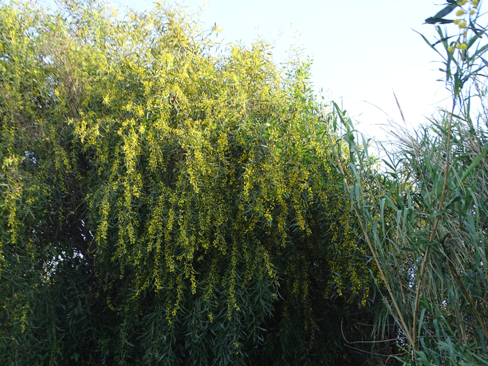 DSC00073 (700x525, 597Kb)