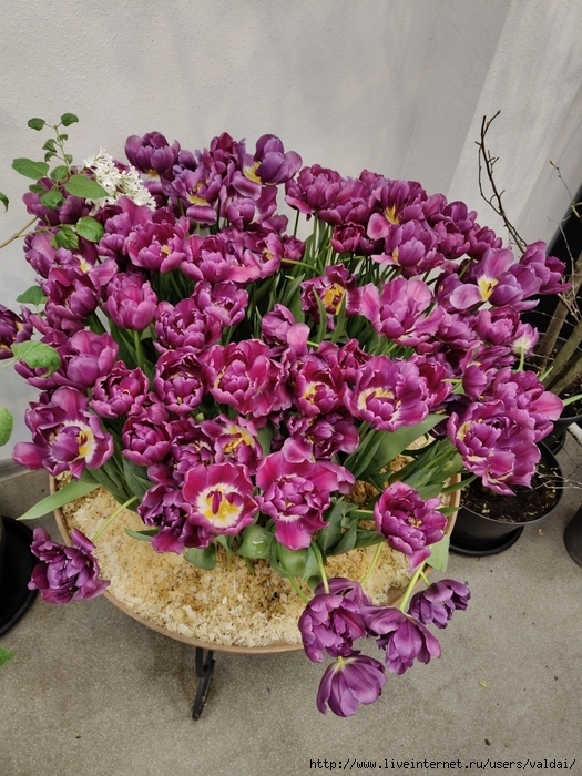 4702950_IMG20250308162627 (525x700, 353Kb)