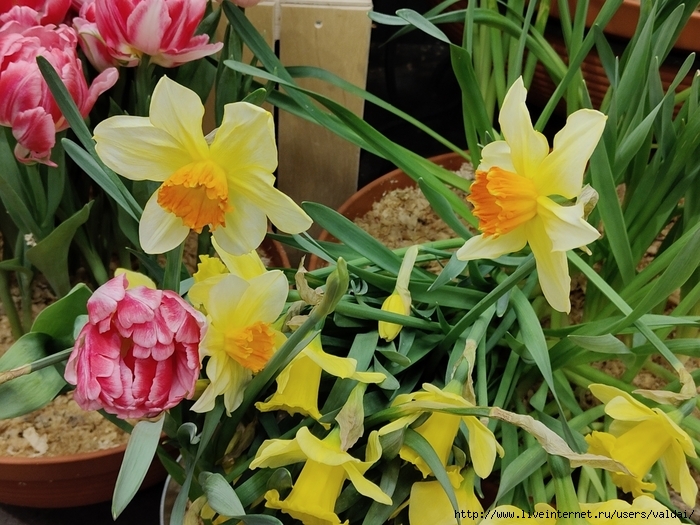 4702950_IMG20250308162852 (700x525, 326Kb)