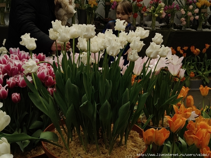 4702950_IMG20250308163419 (700x525, 313Kb)