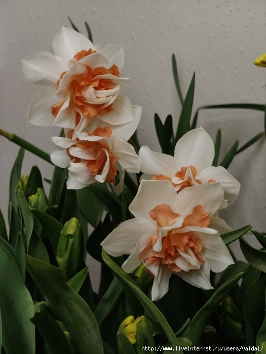 4702950_IMG20250308164317 (525x700, 212Kb)