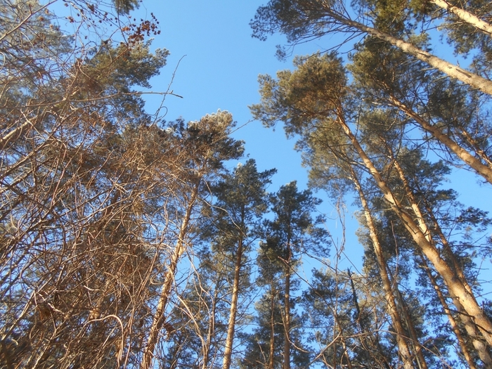 4533467_DSCN71591 (700x525, 396Kb)
