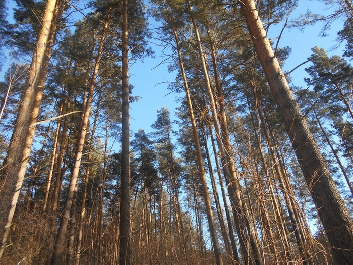 4533467_DSCN71601 (700x525, 395Kb)