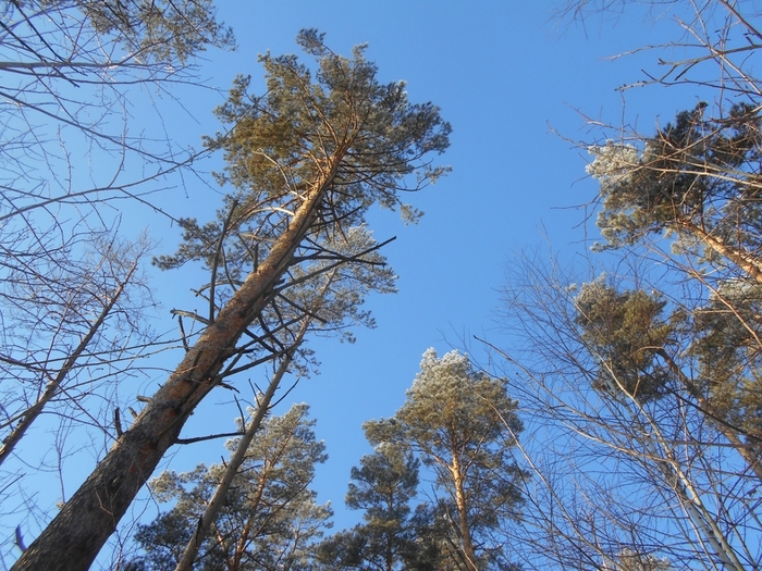 4533467_DSCN71631 (700x525, 357Kb)