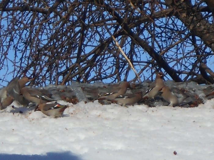 4533467_DSCN73411 (700x525, 295Kb)