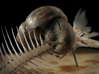 4743317_1141997780_1300100 (420x315, 26Kb)