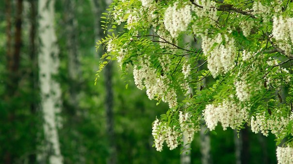   2 (604x338, 105Kb)