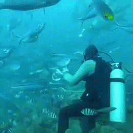 4743317_1638534028_gifs_14 (260x260, 4490Kb)