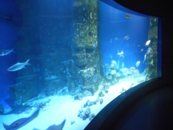 4752699_DSCN0548 (700x525, 230Kb)