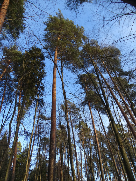 DSC00306 (525x700, 662Kb)