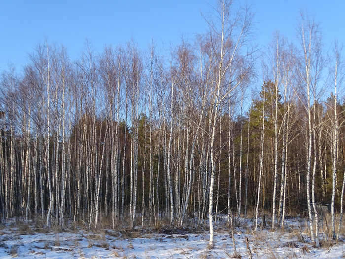 DSC00360 (700x525, 561Kb)