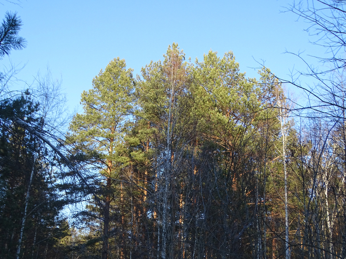 DSC00363 (700x525, 592Kb)