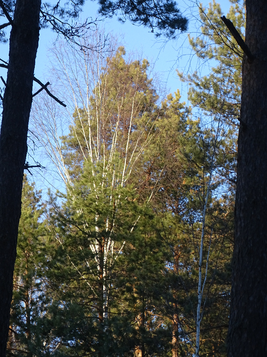DSC00366 (525x700, 598Kb)