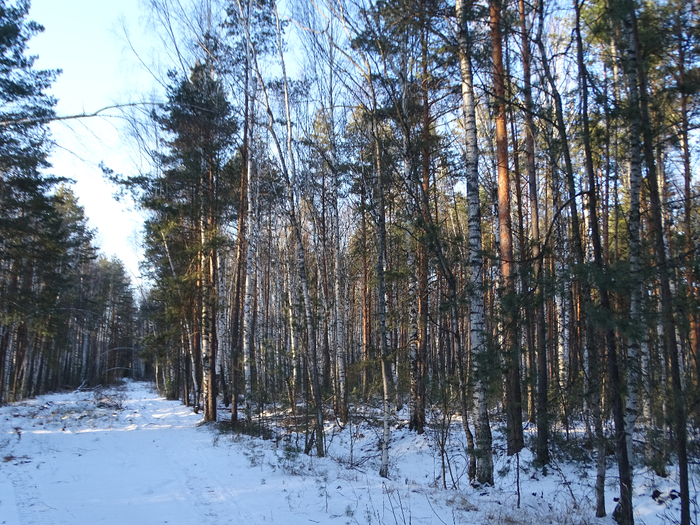 DSC00370 (700x525, 593Kb)