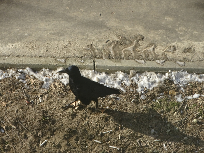 DSC00415 (700x525, 443Kb)