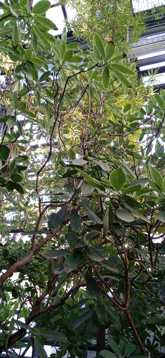 1740948829098 (322x700, 361Kb)
