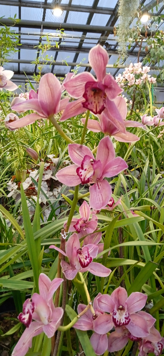 1740695060821 (322x700, 347Kb)