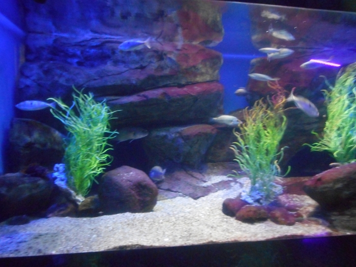 4752699_DSCN0590 (700x525, 254Kb)
