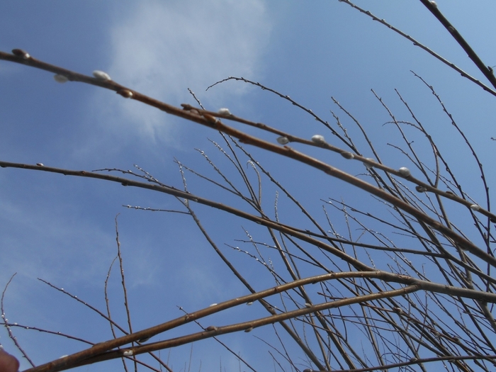 4533467_DSCN73491 (700x525, 252Kb)